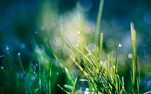 bokeh light photography of grasses
